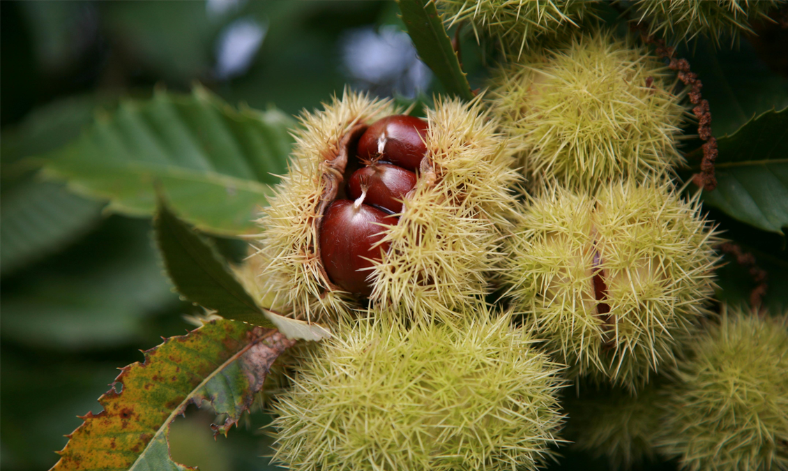 Escina: il segreto naturale per la salute della pelle e del microcircolo